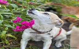 Mixed Breed dogs for adoption: 💖🐶 JULIET 🐶💖 - Image 7