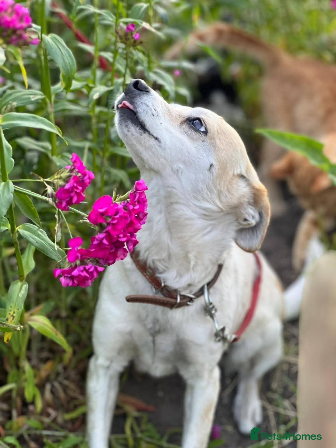 Mixed Breed dogs for adoption: 💖🐶 JULIET 🐶💖 - Image 7