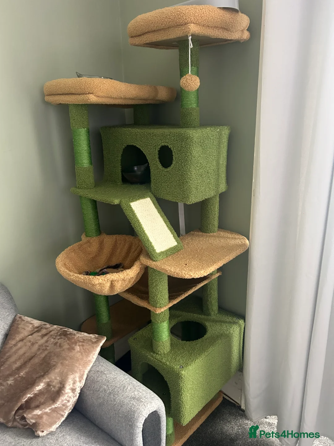 Mixed Breed cats for sale: 1 Year Old Cats Looking for Home in Seaham - Advert 2