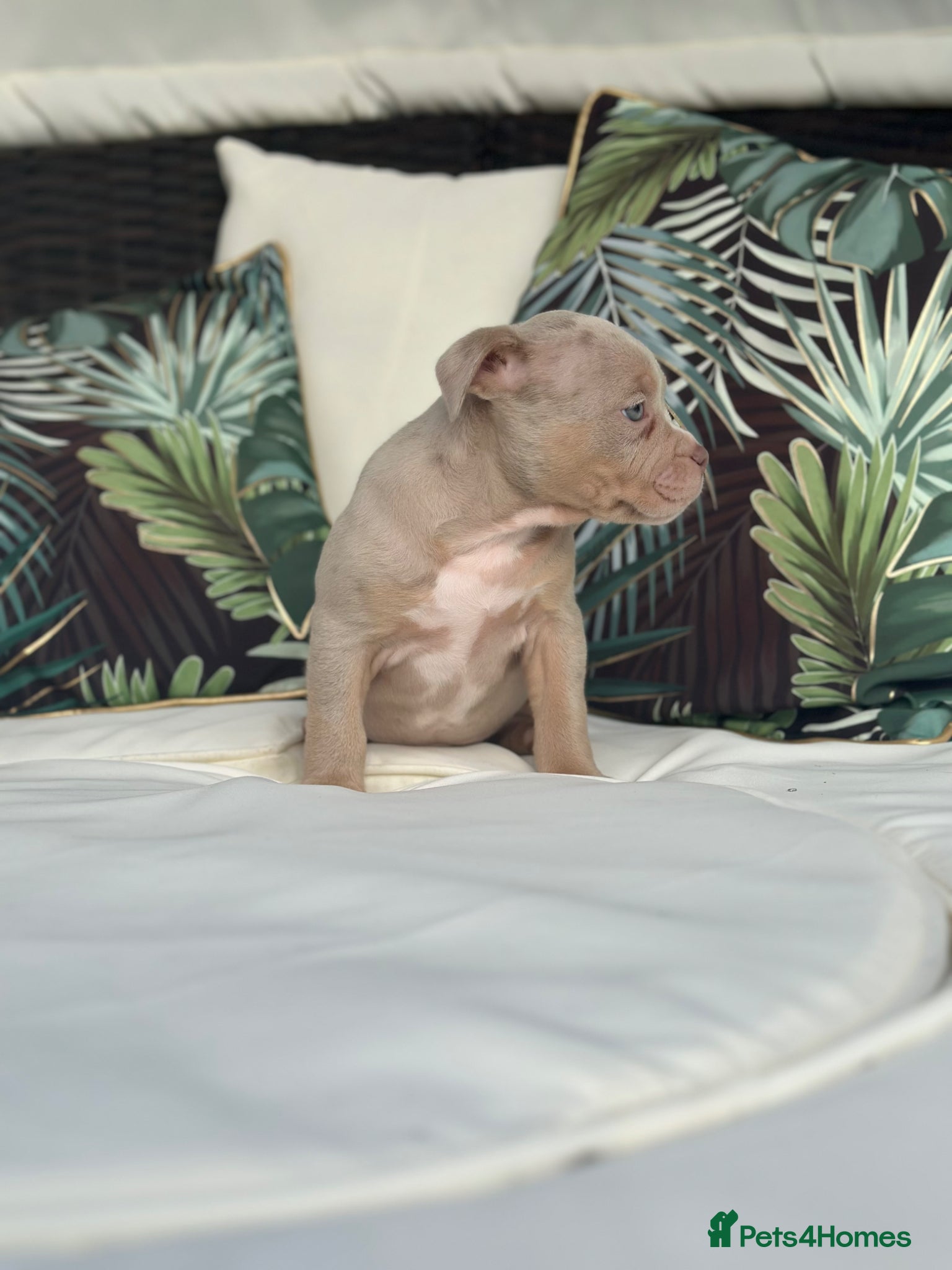 American Bully dogs Last Female ABKC registered Pocket Bully  - Advert 2