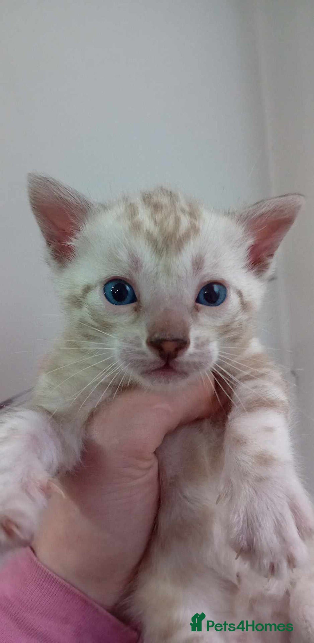 Bengal cats for sale: Snow, Silver & Brown Clouded Top Quality Bengals - Advert 15