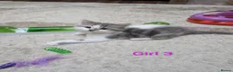Siberian cats for sale: Siberian crossed kittens  - Advert 8