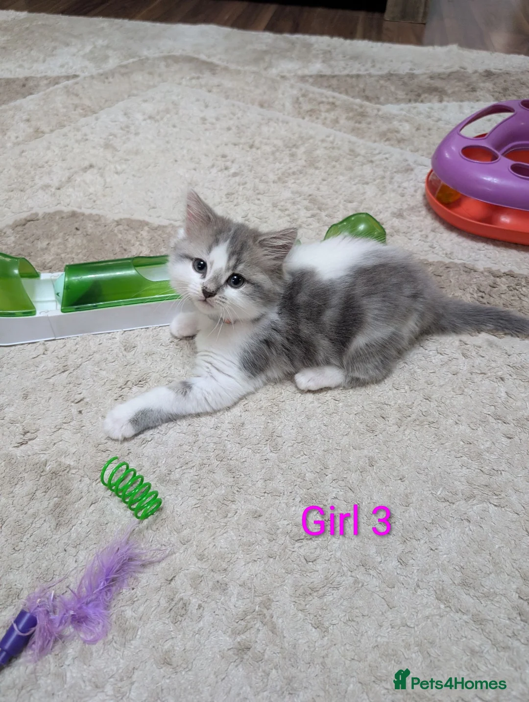 Siberian cats for sale: Siberian crossed kittens  - Advert 8
