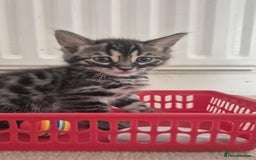 Bengal cats for sale: Kittens for sale  - Image 3