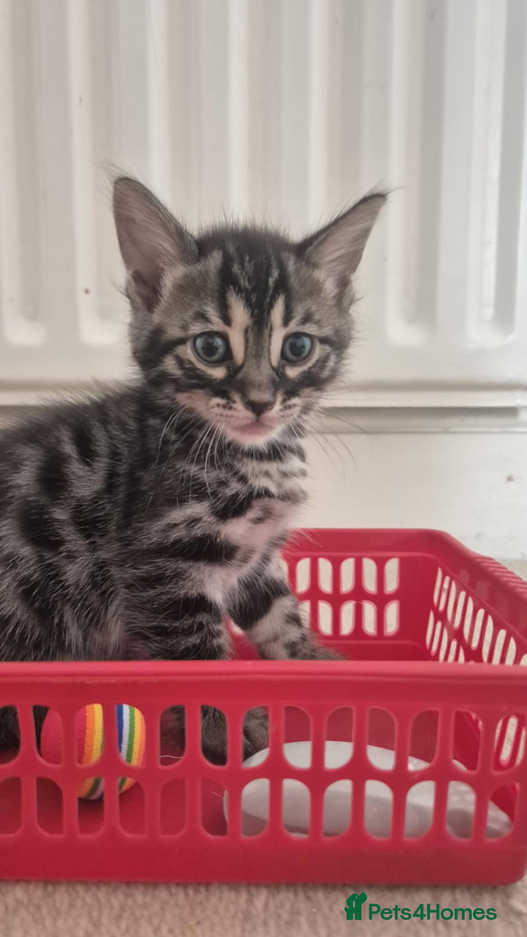 Bengal cats for sale: Kittens for sale  - Image 3