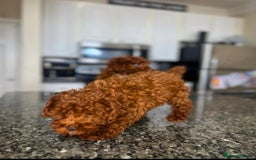 Toy Poodle dogs for sale: 🌸 Toy Poodle Puppies– Tiny Hearts Full of Love 🌸 - Image 13