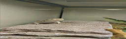 Dragon reptiles for sale: Great Rankins Male - Advert 2