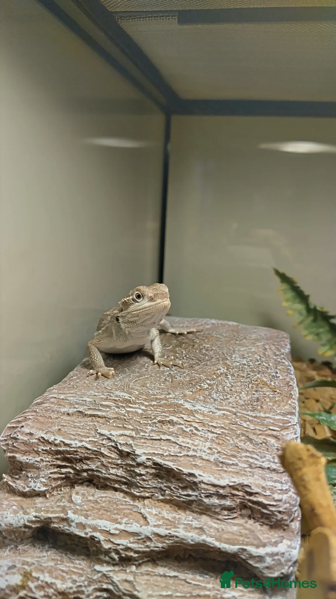 Dragon reptiles for sale: Great Rankins Male - Advert 2