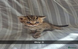 Mixed Breed cats for sale: 6 Short-Hair Kittens For Sale - Image 3