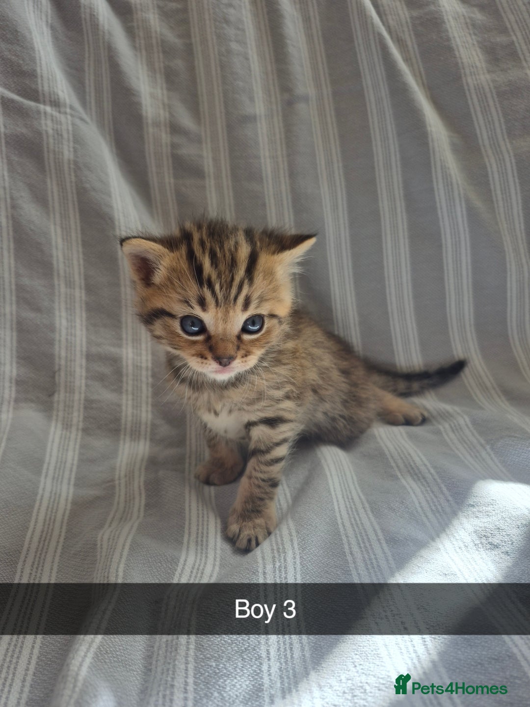 Mixed Breed cats for sale: 6 Short-Hair Kittens For Sale - Image 3