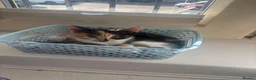 Mixed Breed cats for sale: Beautiful kittens!!  - Advert 2
