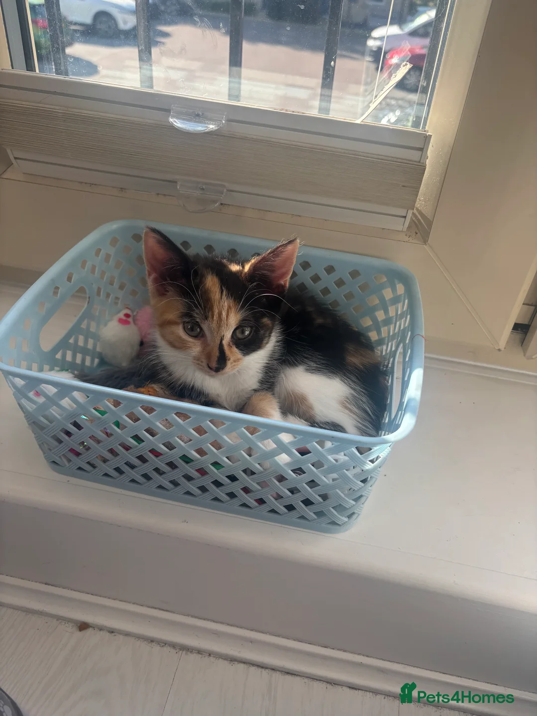 Mixed Breed cats for sale: Beautiful kittens!!  - Advert 2