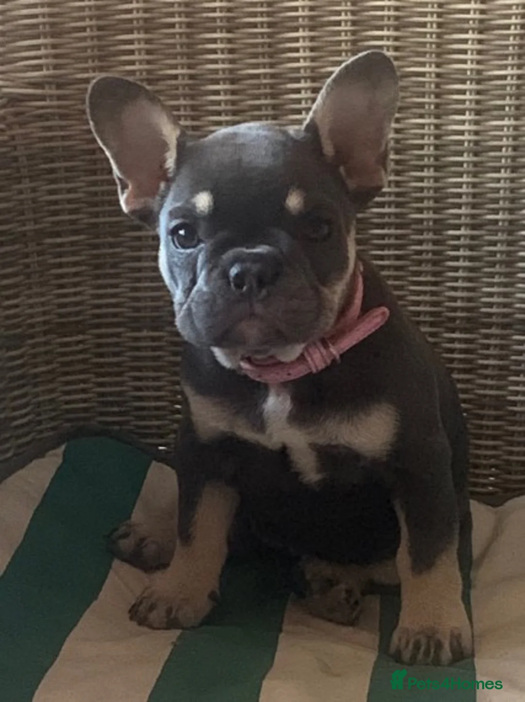 French Bulldog dogs for stud: 🇫🇷 French Bulldog For Stud  🇫🇷 in Croydon - Advert 23