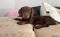 Miniature Dachshund dogs for sale: Chocolate and tan miniature dachshund  - Image 12