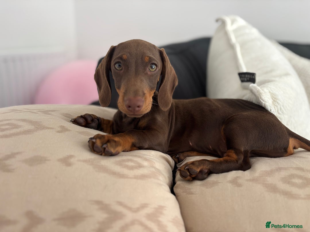 Miniature Dachshund dogs for sale: Chocolate and tan miniature dachshund  - Image 12