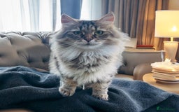 Siberian cats for sale: Retiring Queens - Image 4