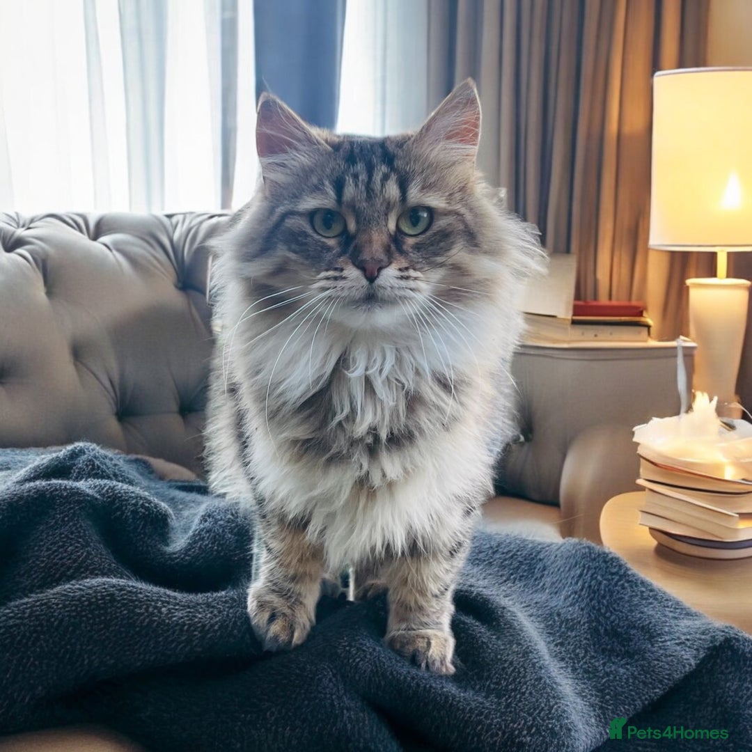 Siberian cats for sale: Retiring Queens - Image 4