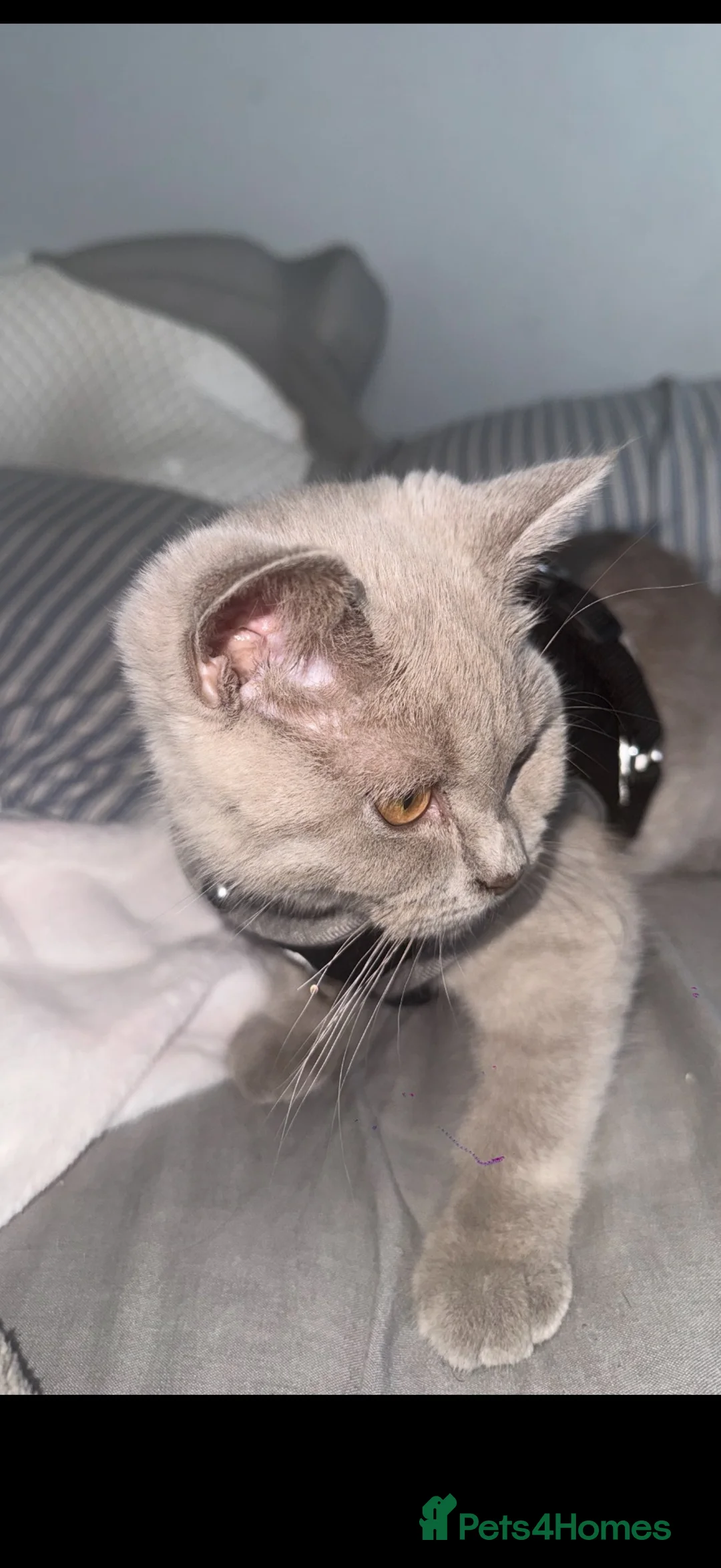 British Shorthair cats for sale: Princess  in York - Advert 2