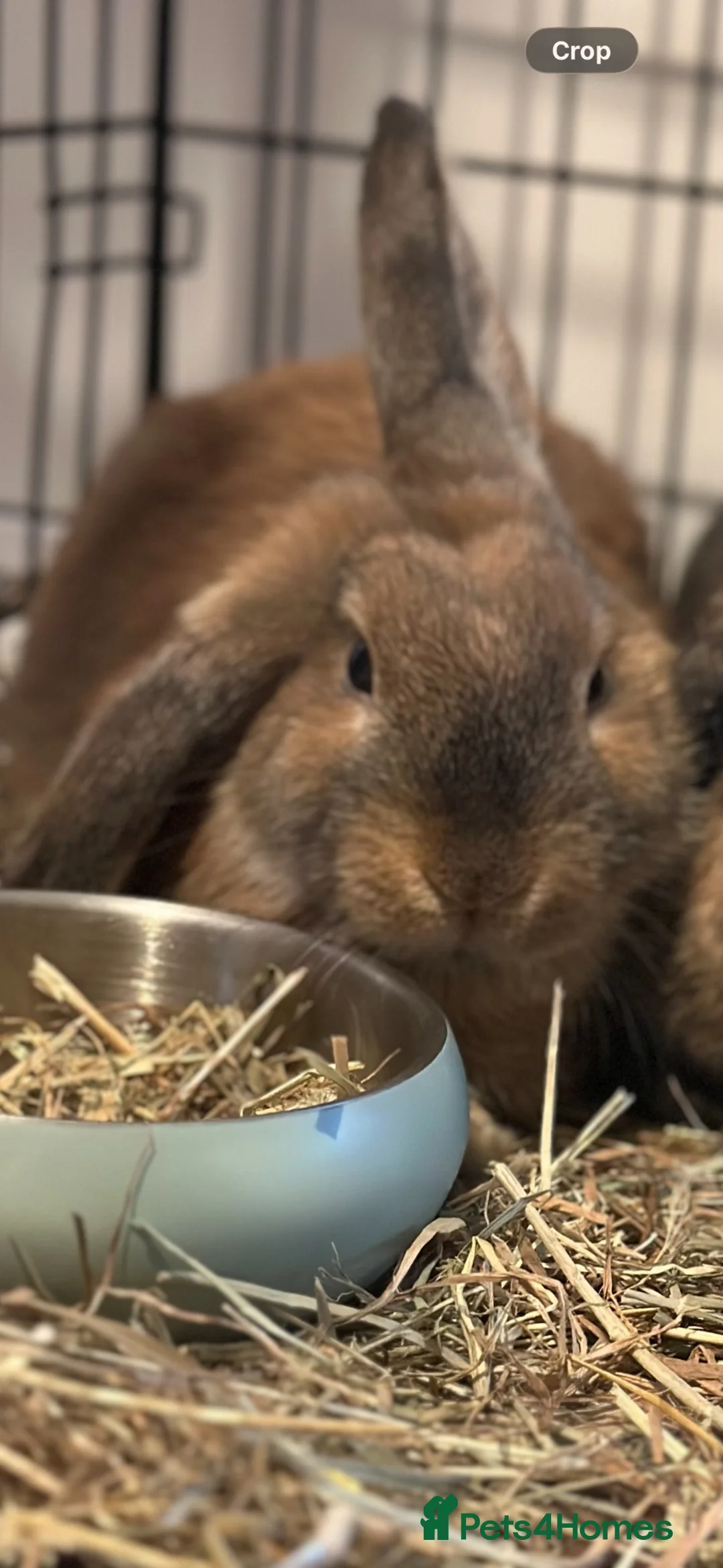 Mixed Breed rabbits for sale: rabbits in Bangor - Advert 2