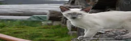 Siamese cats for sale: Adorable Siamese Kittens in Inverness - Advert 15
