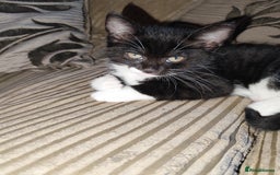 European cats for sale: Kittens for sale  - Image 8