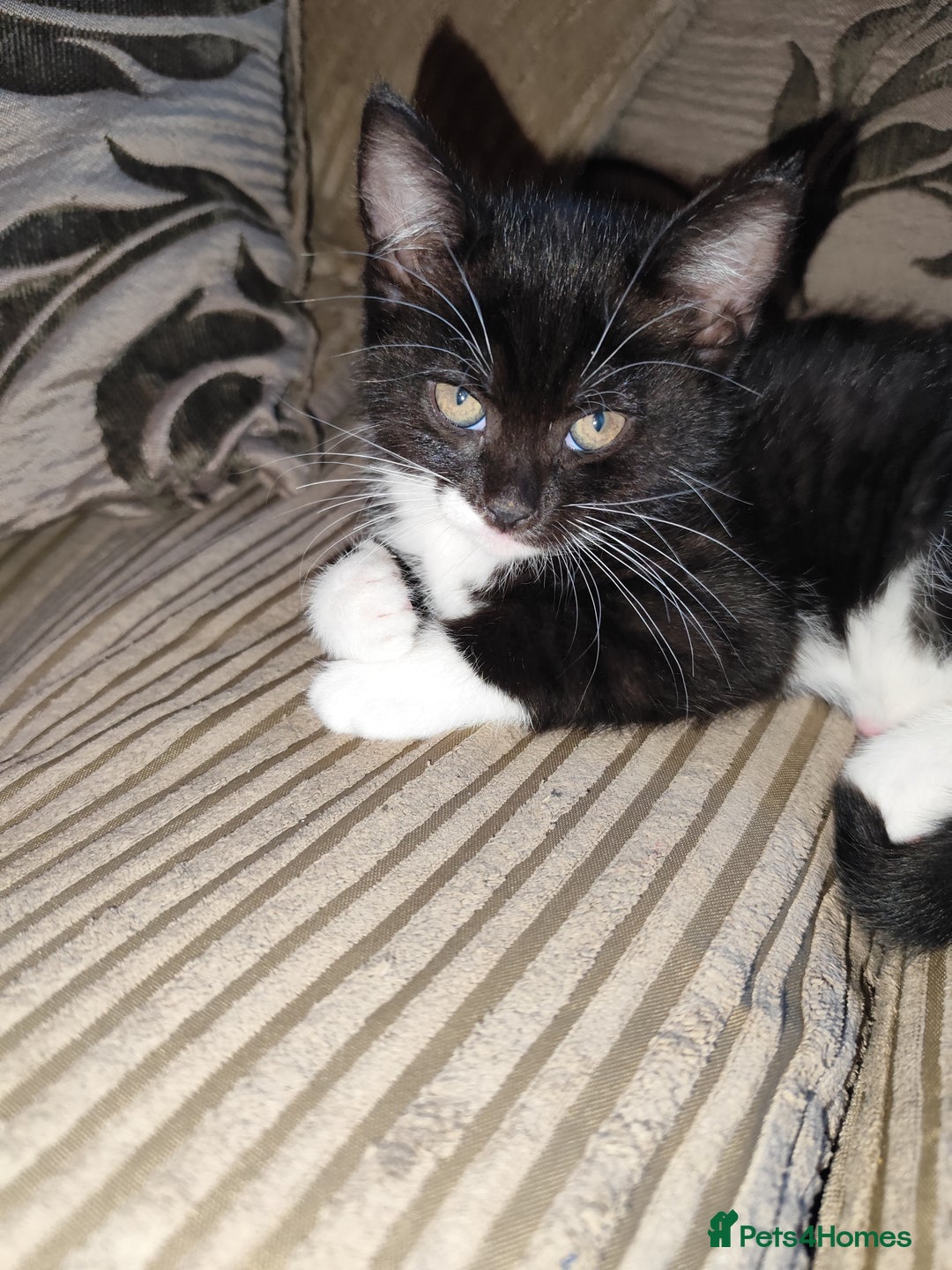 European cats for sale: Kittens for sale  - Image 8