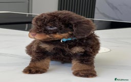 Poodle dogs for stud: HEALTH TESTED CHOCOLATE PHANTOM POODLE STUD in Todmorden - Image 5