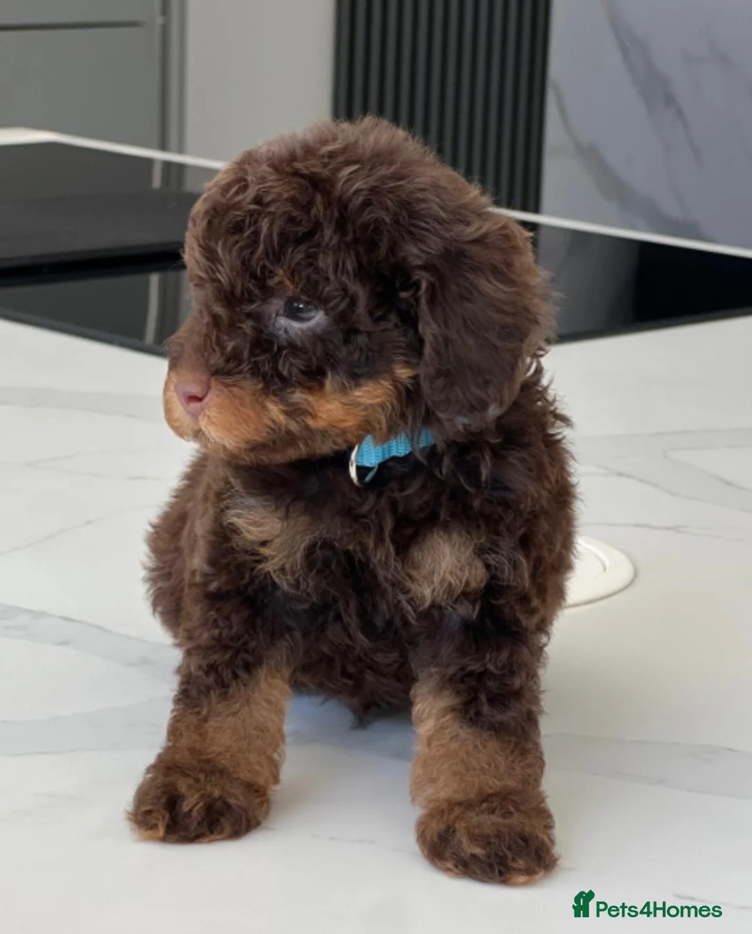 Poodle dogs for stud: HEALTH TESTED CHOCOLATE PHANTOM POODLE STUD in Todmorden - Advert 5