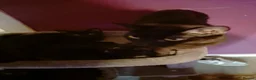 Bombay cats for sale: Black kittens  in Kirkcaldy - Advert 14