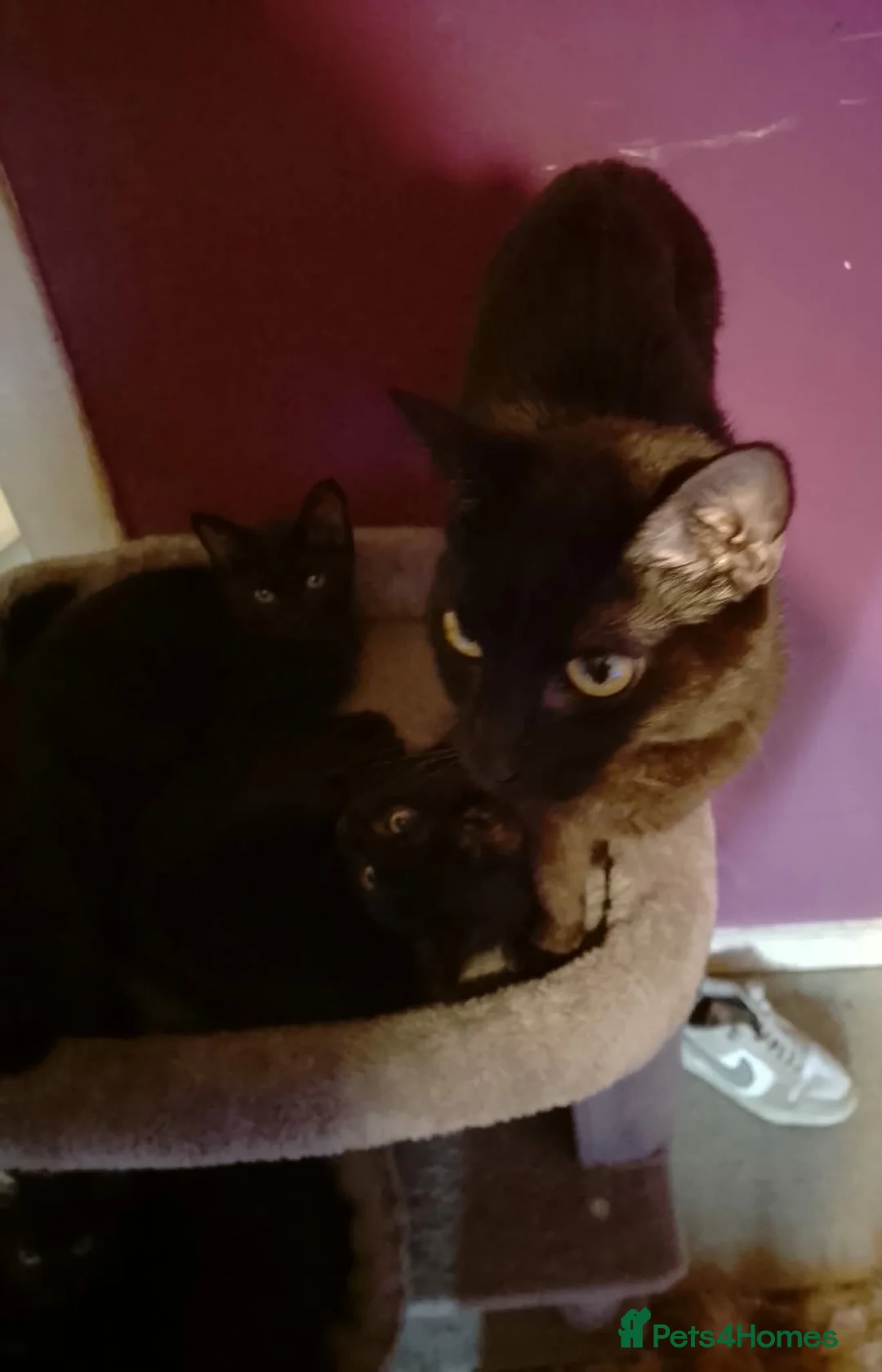 Bombay cats for sale: Black kittens  in Kirkcaldy - Advert 14
