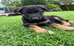 German Shepherd dogs for sale: Beautiful Male & Female German Shepherd Puppies - Image 1