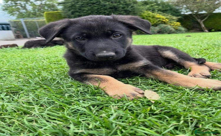 German Shepherd dogs - Advert 1