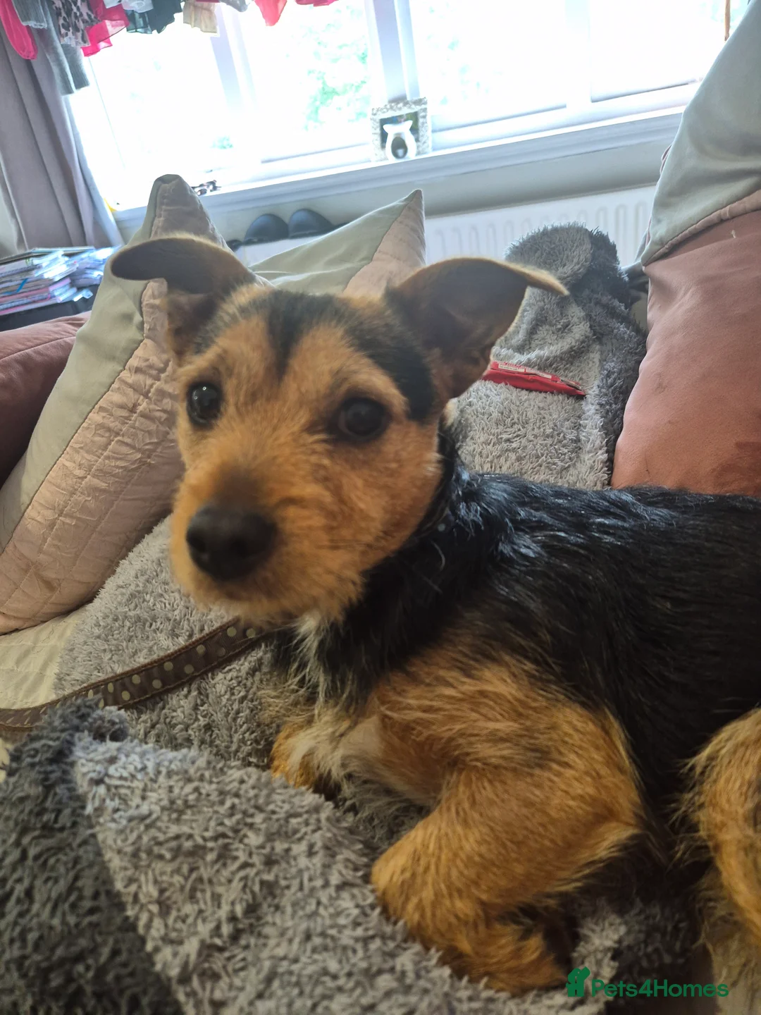 Jack Russell dogs for stud: Jack Russell x Chihuahua Proven Stud   - Advert 5