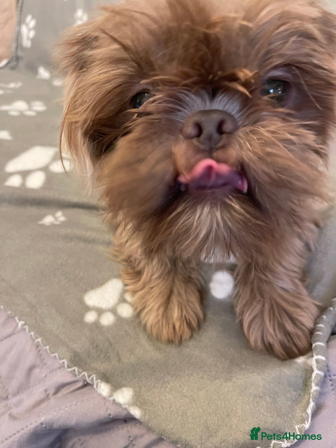 Shih Tzu dogs for sale: imperial karishishi shih tzu boys  - Image 19