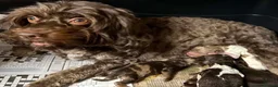 Cockapoo dogs for sale: Cockapoo babies ready from 31st August - Advert 12