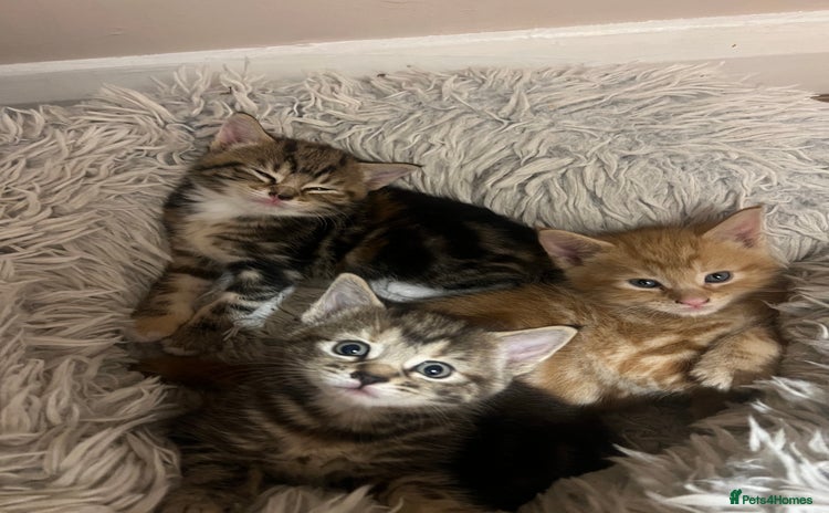 Mixed Breed cats - Advert 9