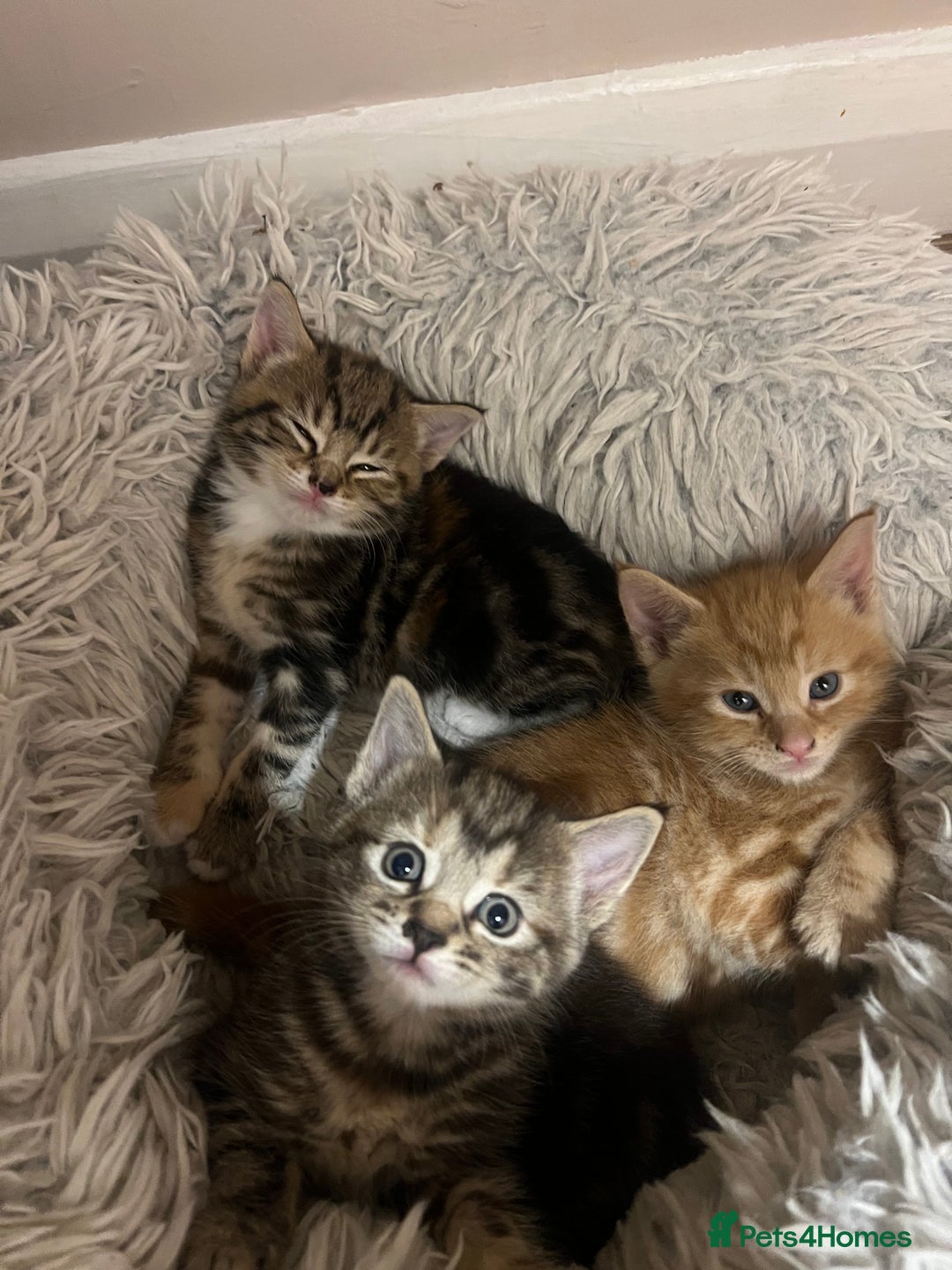 Mixed Breed cats for sale:  Beautiful Kittens for Sale – 2 Boys & 2 Girls 🐾 - Image 1