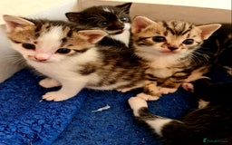 Mixed Breed cats for sale: Sweet Black & White & Tabby Kittens - Image 14