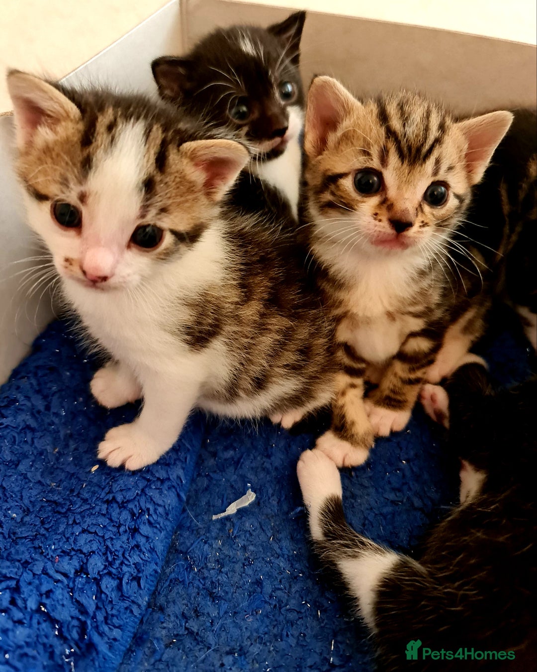 Mixed Breed cats for sale: Sweet Black & White & Tabby Kittens - Image 14