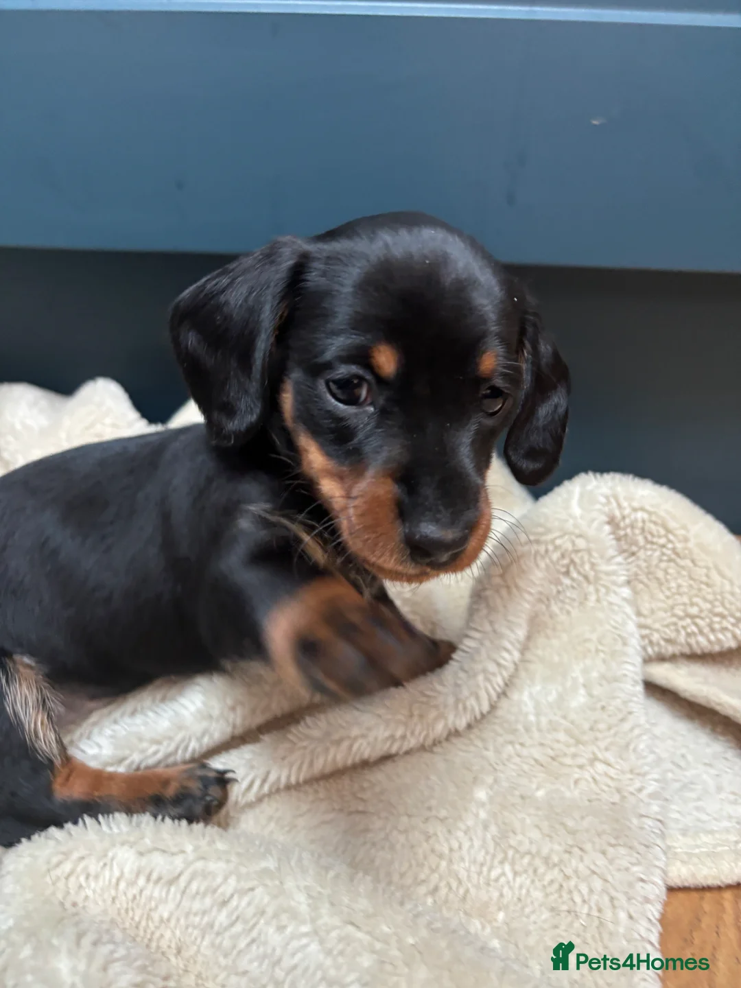 Miniature Dachshund dogs for sale: KC registered health tested miniature dachshunds - Advert 14