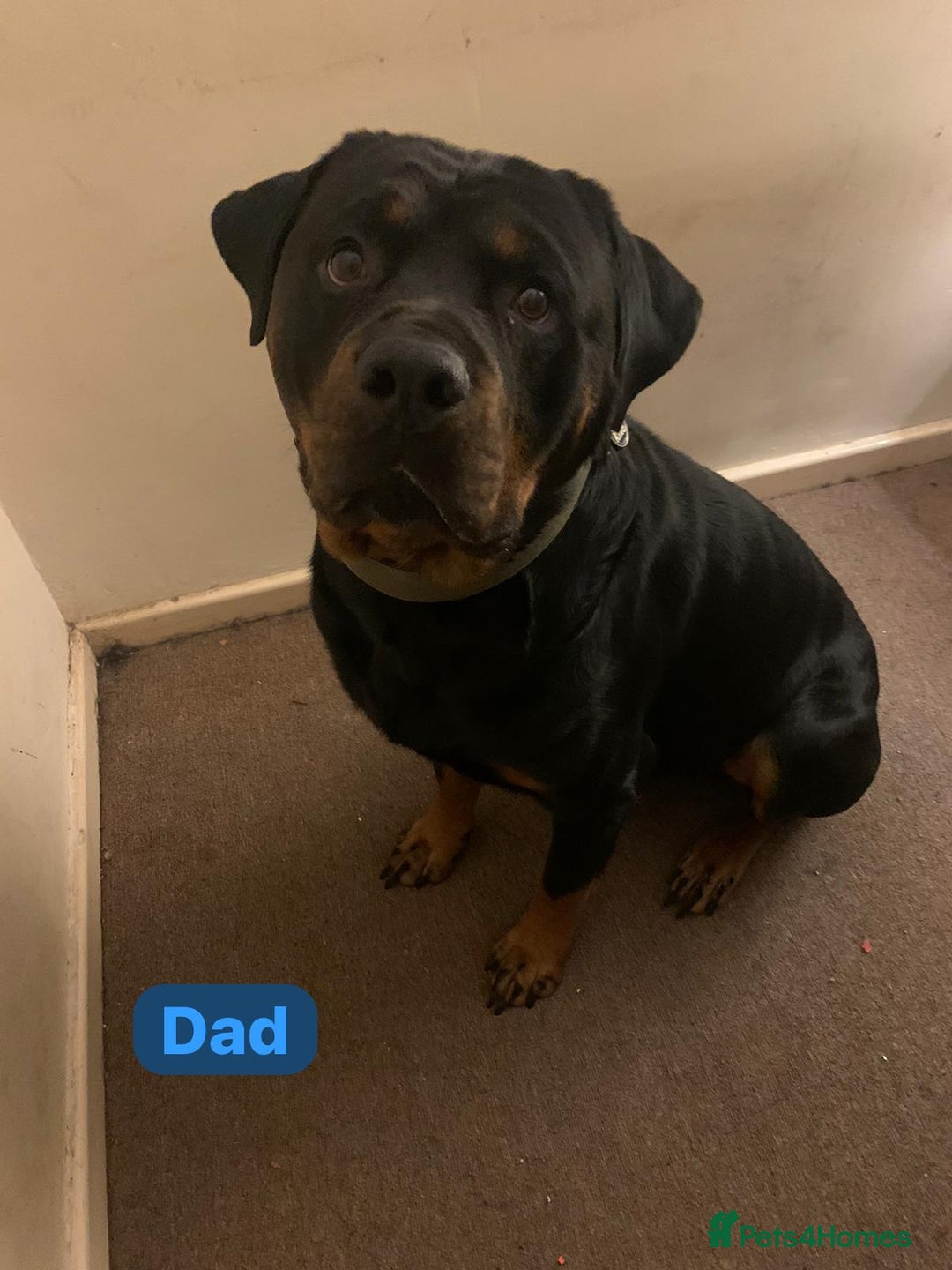 Rottweiler dogs for sale: Rottweiler puppies due (12/11/25) - Image 6