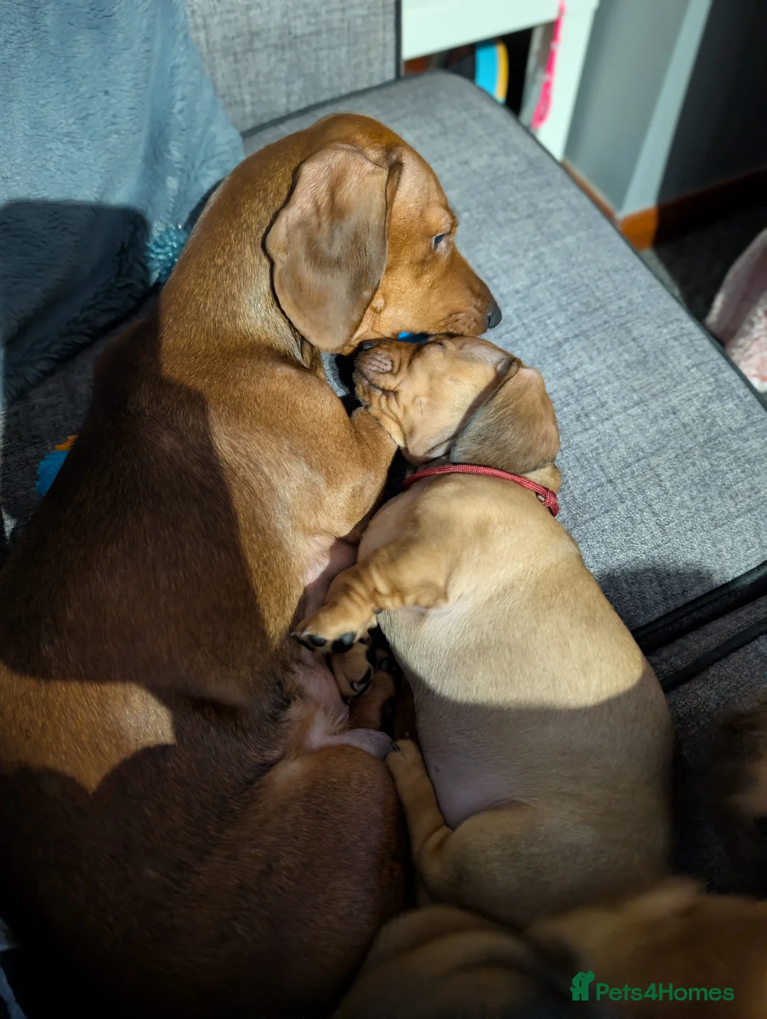 Mixed Breed dogs for sale: Dachshund cross pug puppies in Huddersfield - Advert 8