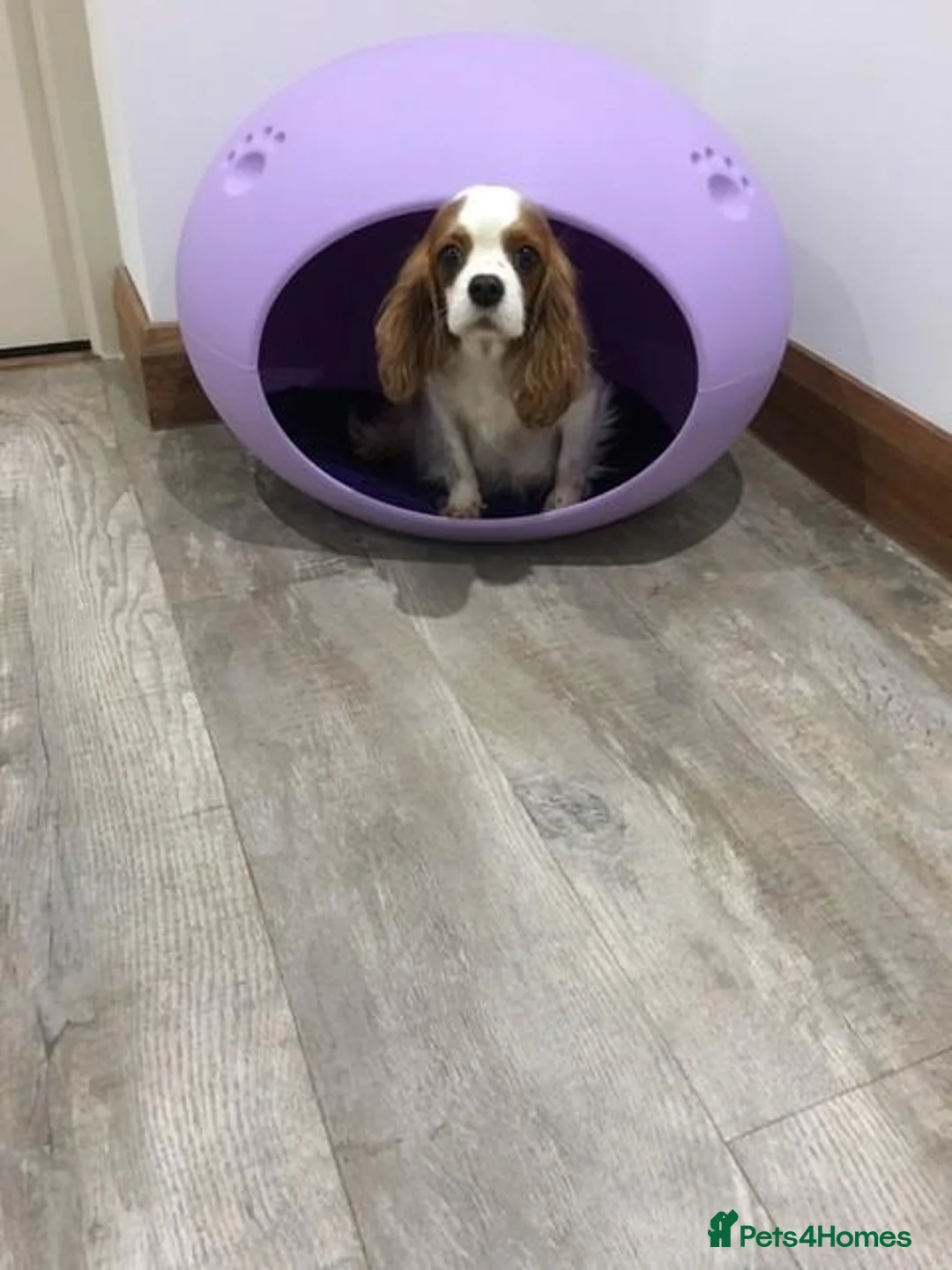 Cavalier King Charles Spaniel dogs for sale: 5* LICENSED BLENHEIM CAVIE ADULT FEMALE - Advert 8