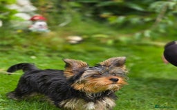 Yorkshire Terrier dogs for sale: Yorkshire terrier for sale 🐶🐶🐶 in Johnstone - Image 15