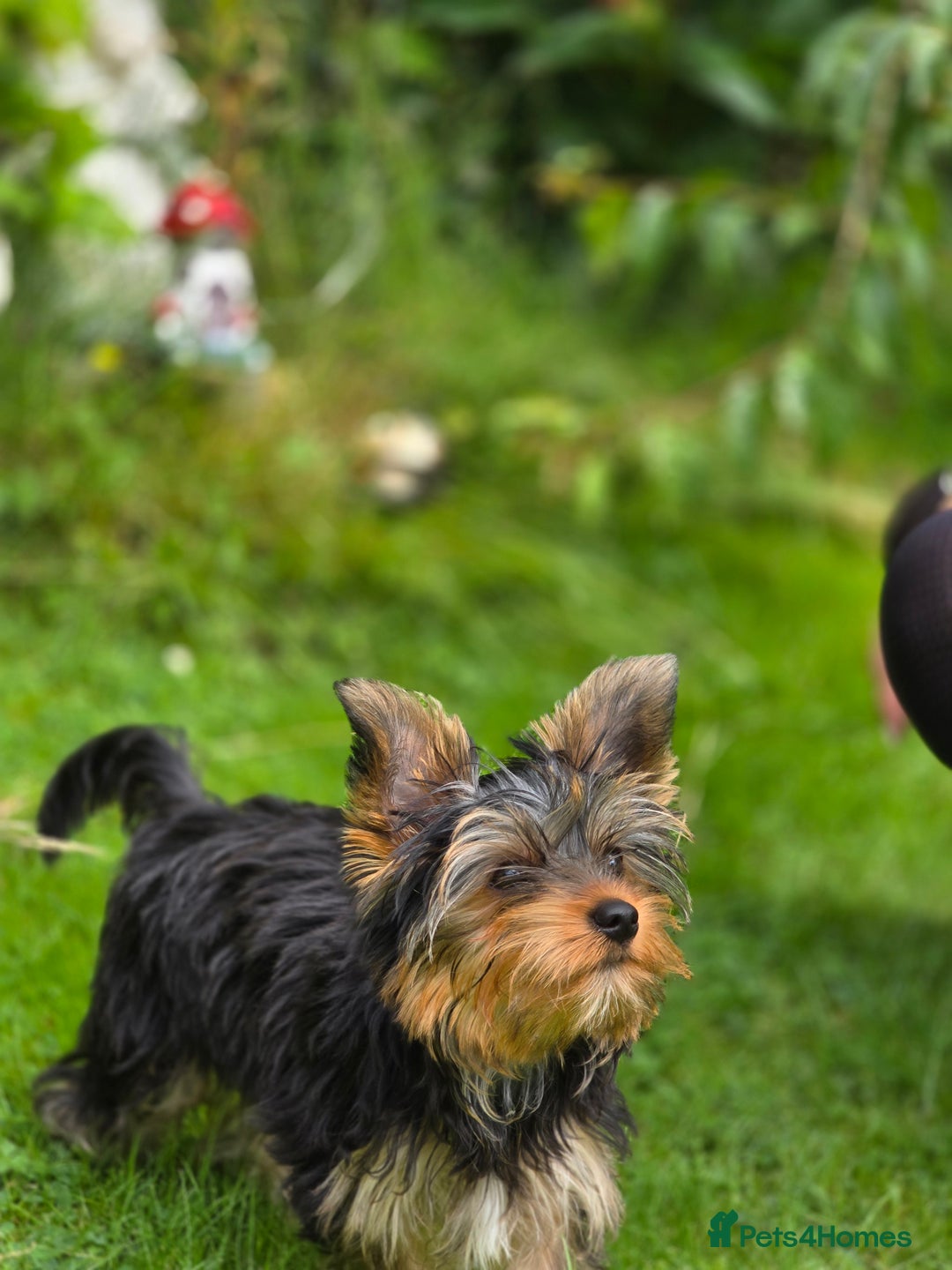 Yorkshire Terrier dogs for sale: Yorkshire terrier for sale 🐶🐶🐶 in Johnstone - Image 15