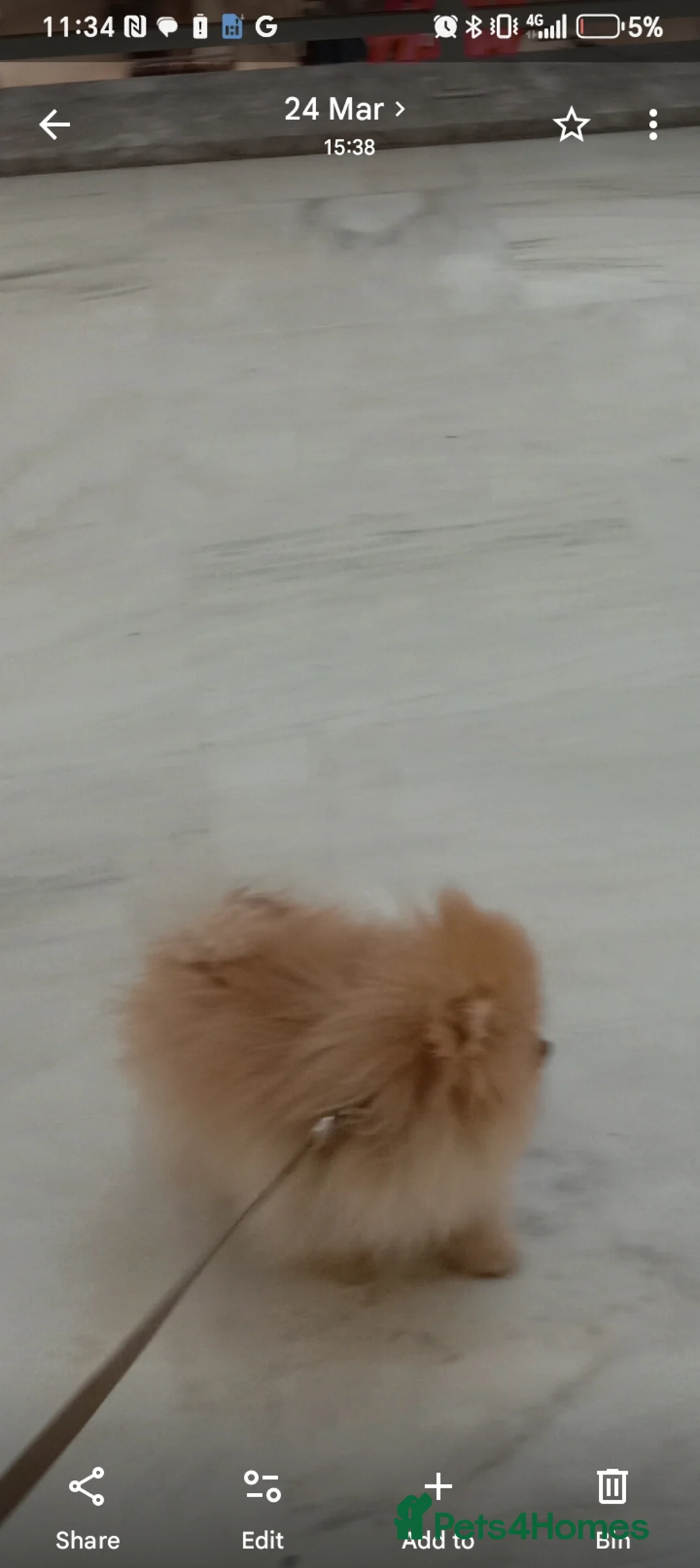 Pomeranian dogs for sale: Glorious 7 month girl looking for forever home - Advert 3