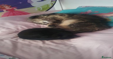 Maine Coon cats - Advert 3