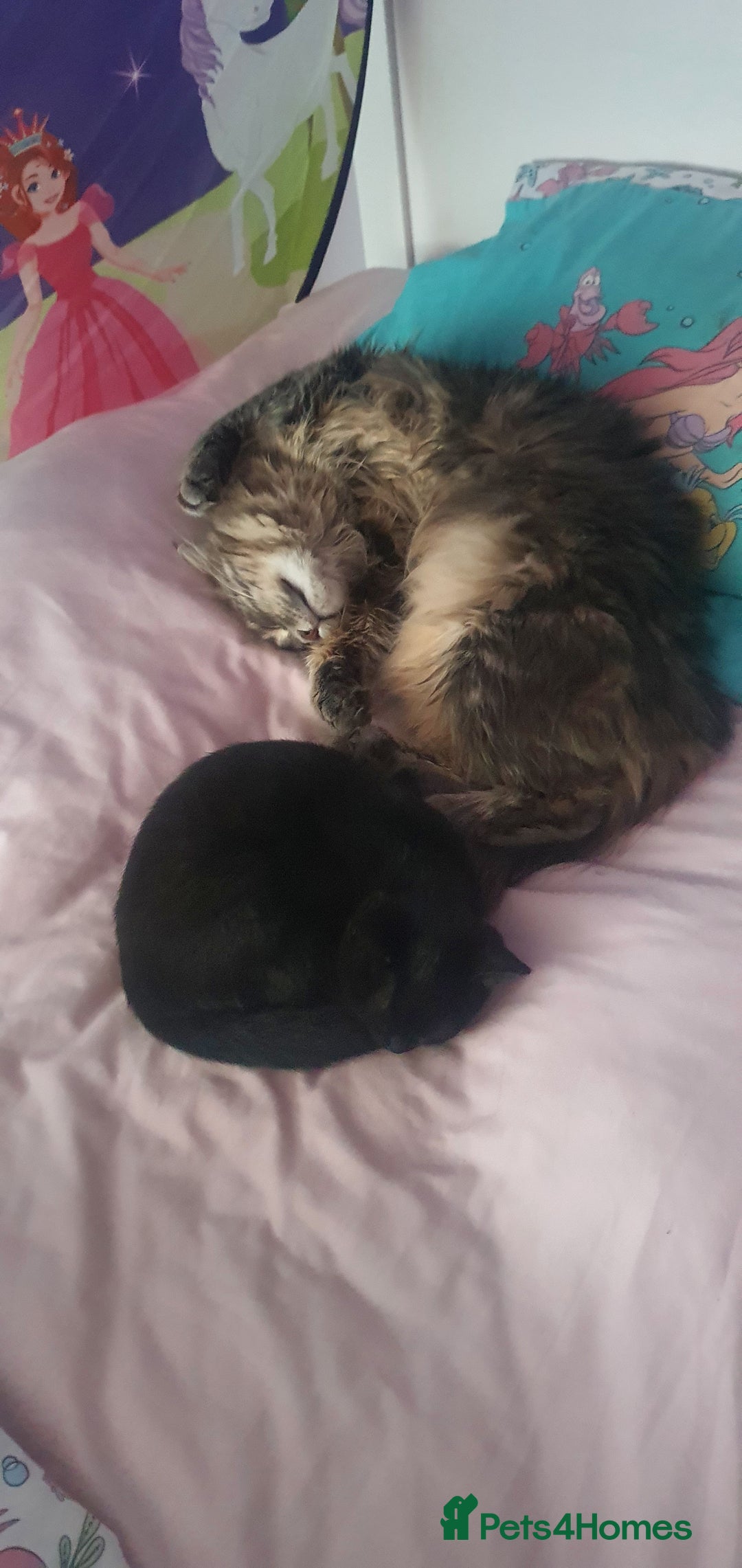 Maine Coon cats for sale: FEMALE MAINCOONE AND BRITISH SHORT HAIR CROSS - Image 2