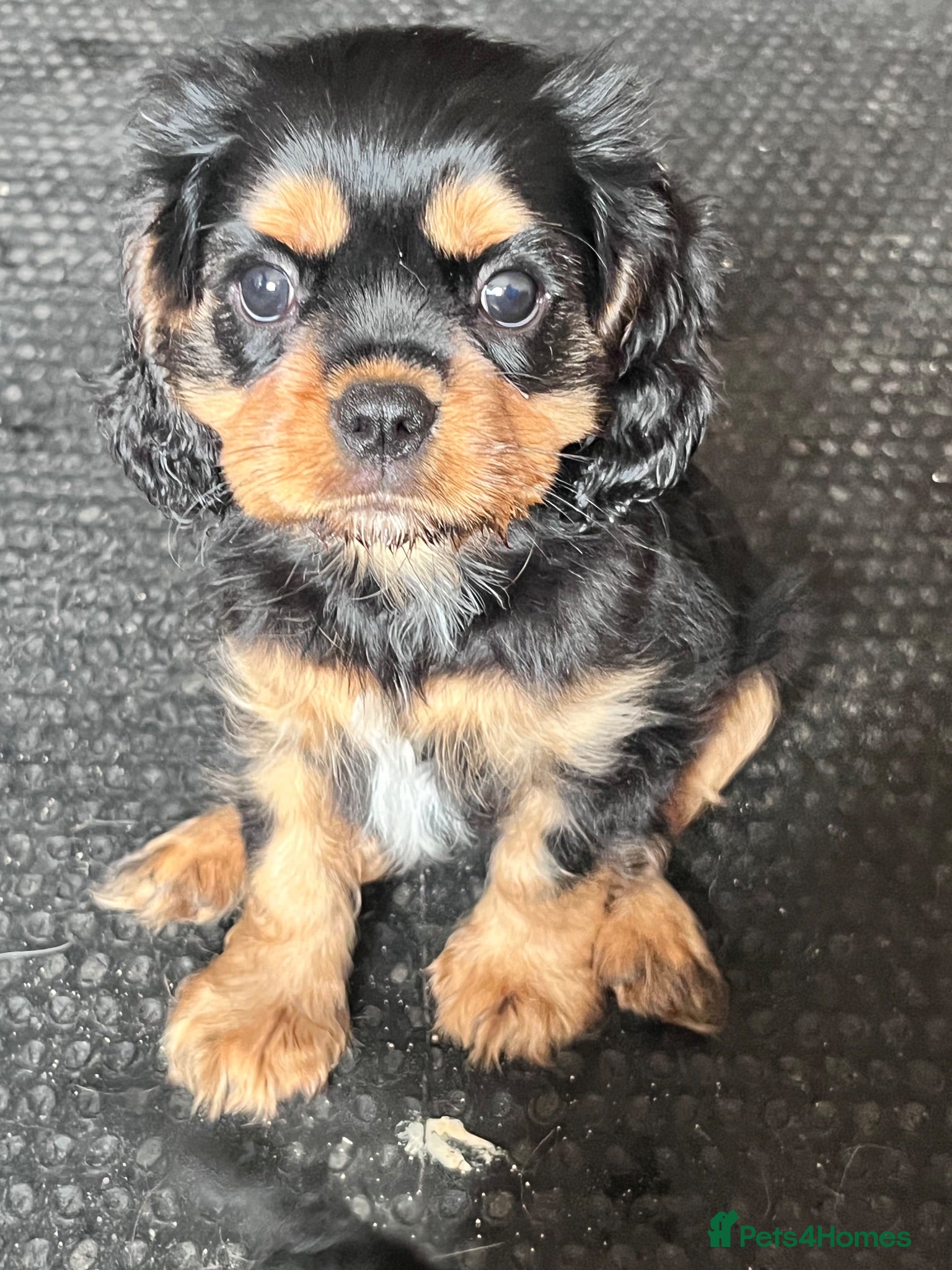 Cavalier King Charles Spaniel dogs REDUCED KC reg male cavalier King Charles spaniel - Advert 1