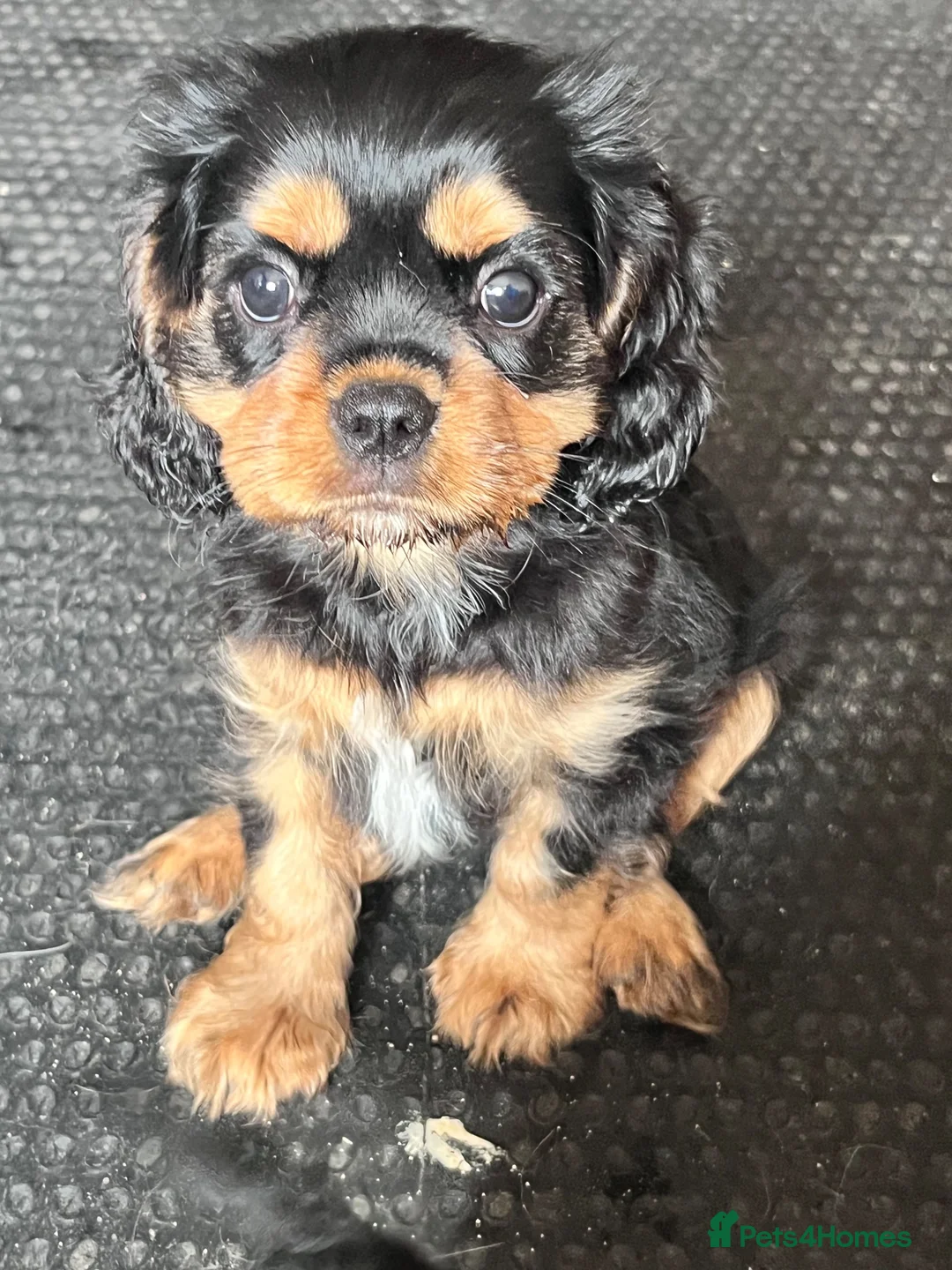 Cavalier King Charles Spaniel dogs for sale: REDUCED KC reg male cavalier King Charles spaniel - Advert 1